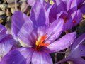 crocus inflorit toamna