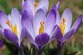 Crocus sativus