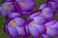 crocus viloet