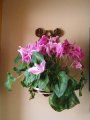 cyclamen1