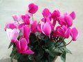 cyclamen31