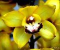 Cymbidium Aloifolium