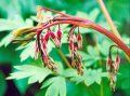 Dicentra spectabilis, boboci