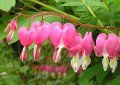 Dicentra spectabilis