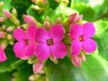 floare de kalanchoe