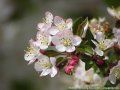 floare de mar