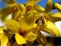 ForsythiaIntermedia