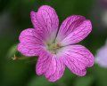 geranium