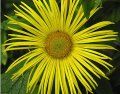 Inula hookeri