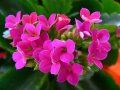 kalanchoe