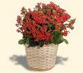 kalanchoe rosie