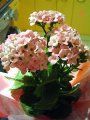 kalanchoe roz 1