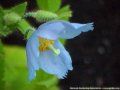 Meconopsis