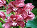 orhidee Red Beauty - Cymbidium