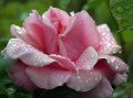 pink rose