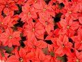 poinsettia (steaua craciunului)0