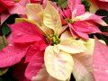 poinsettia (steaua craciunului)4