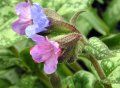 Pulmonaria officinalis, flori