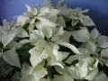 Steaua Craciunului alba(Poinsettia)