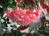 Begonia