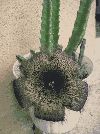 stapelia